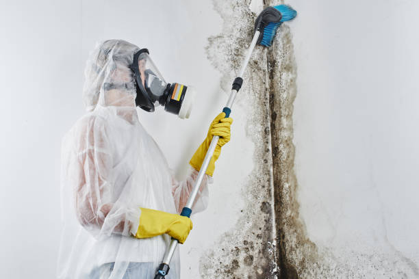 Best Black Mold Removal  in Smith Mills, MA