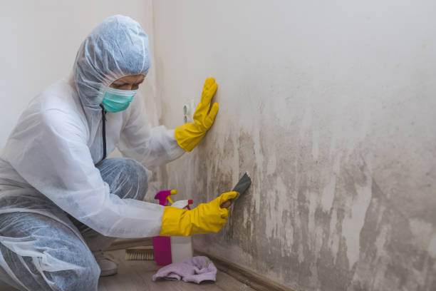 Best Office Mold Removal Services  in Smith Mills, MA