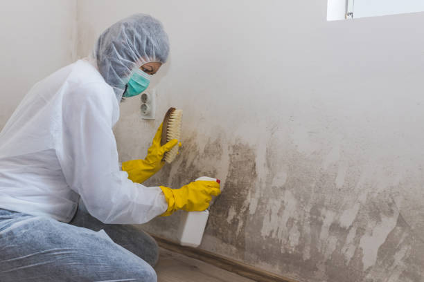 Mold Removal and Inspection in Smith Mills, MA
