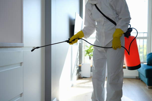 Professional Mold Removal in Smith Mills, MA