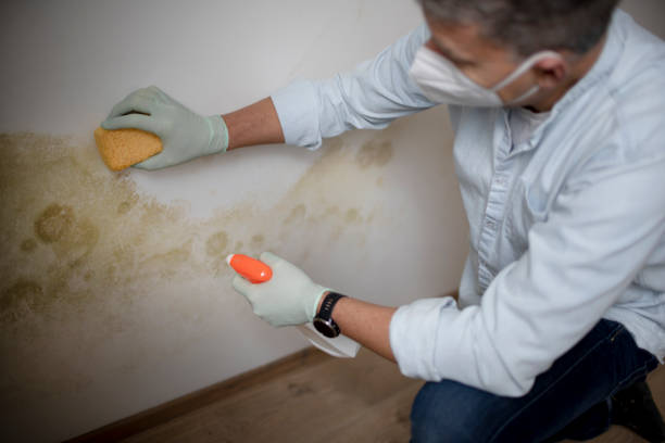 Best Best Mold Removal Companies  in Smith Mills, MA