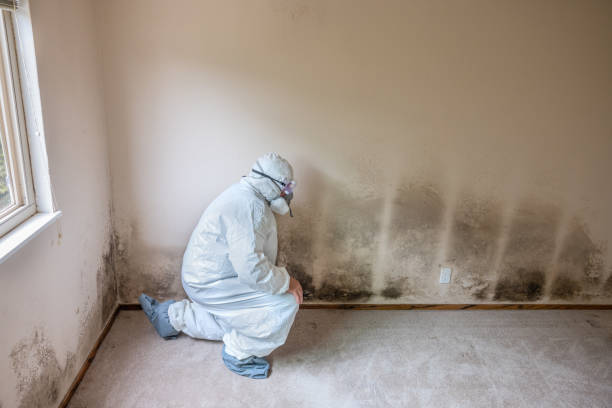 Best Commercial Mold Removal  in Smith Mills, MA