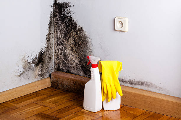 Best Fast Mold Removal  in Smith Mills, MA