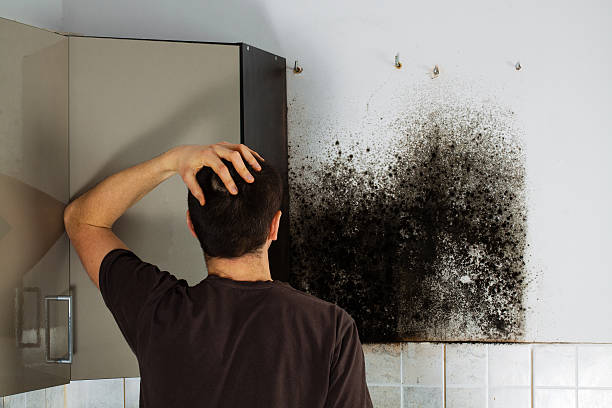 Best Mold Testing  in Smith Mills, MA