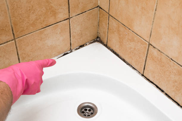 Best Local Mold Removal Service  in Smith Mills, MA